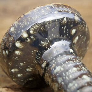 Alternative view of Glina - Harmony